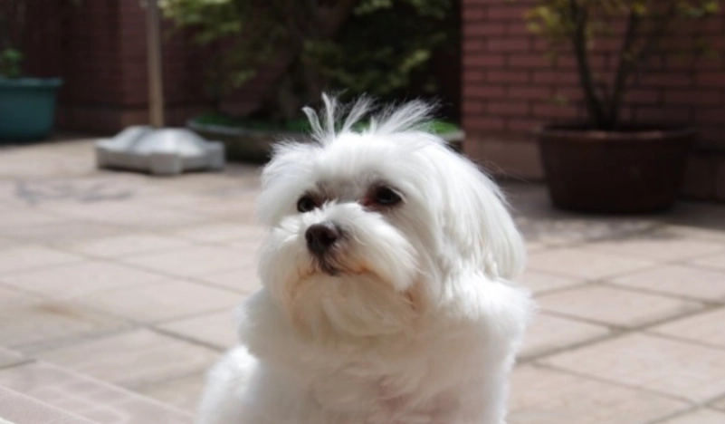 馬爾濟斯聰明嗎