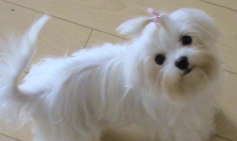 馬爾濟斯好訓練嗎