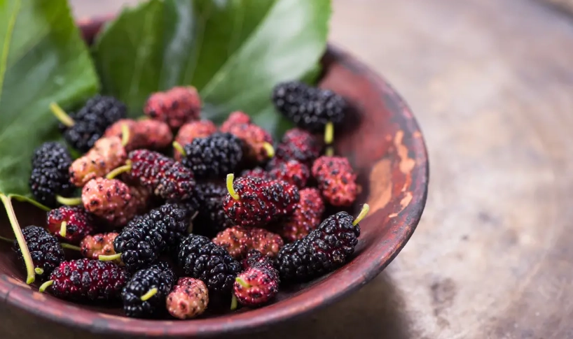 桑葚好處 桑葚好處