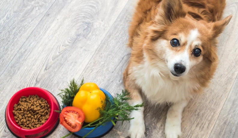 養狗初期費用 養狗初期費用