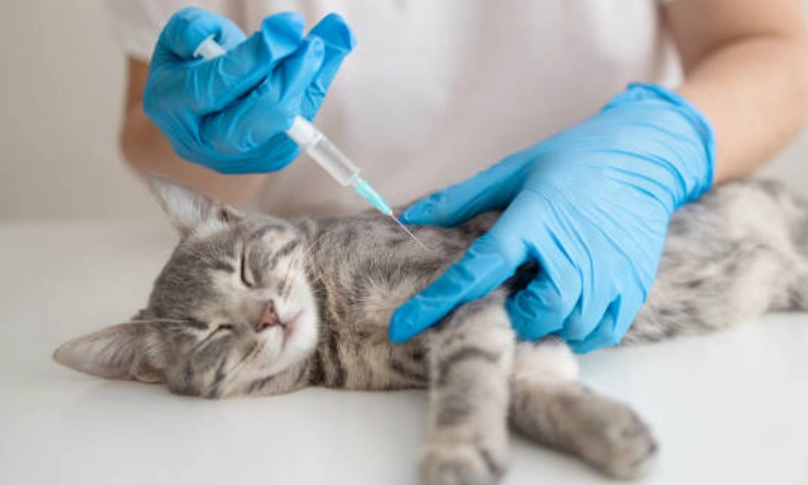 狗狗疫苗多久打一次 狗狗疫苗多久打一次