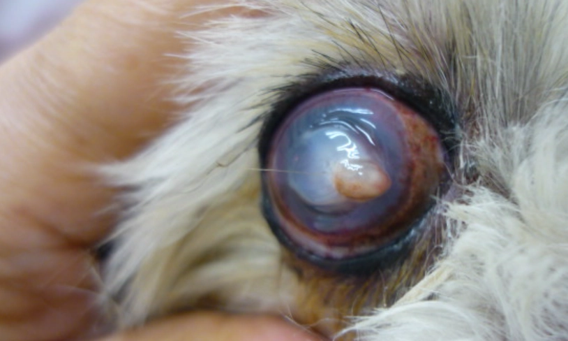 狗狗眼睛受傷治療 狗狗眼睛受傷治療