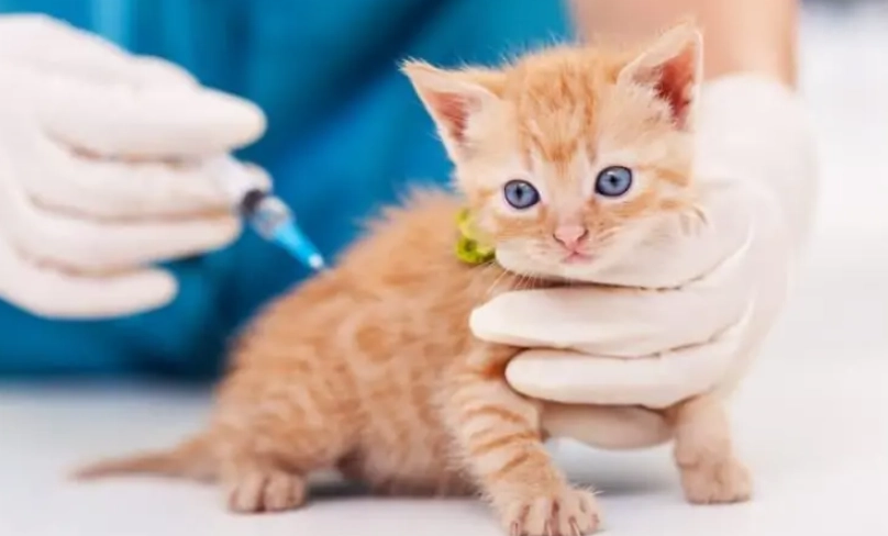貓咪疫苗時間表 貓咪疫苗時間表