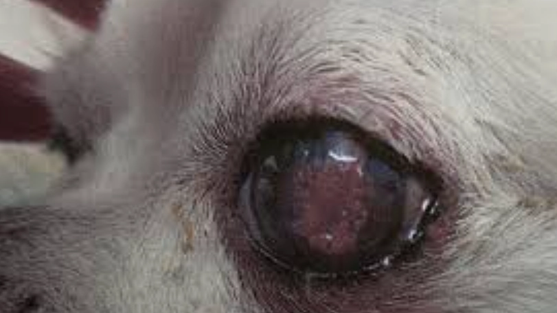 角膜穿孔症狀 角膜穿孔症狀