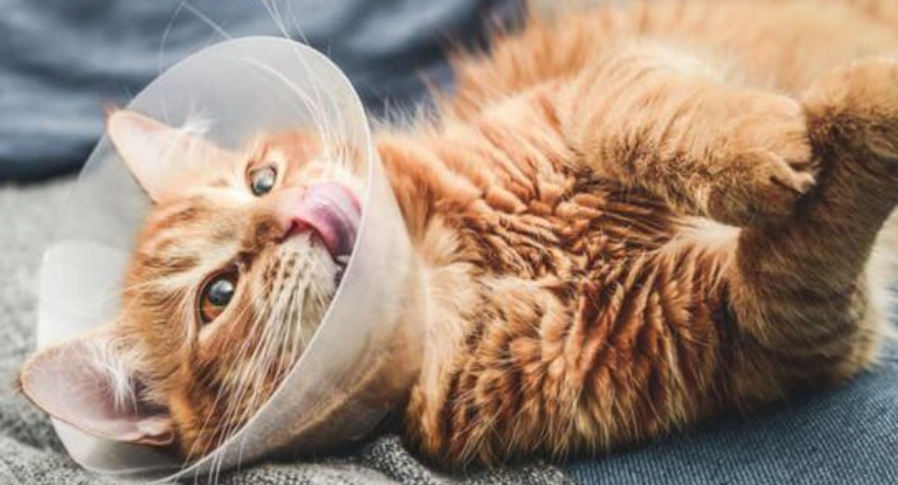 公貓結紮手術時間