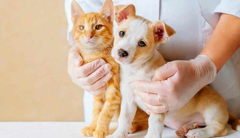 狗狗疫苗多久打一次 狗狗疫苗多久打一次