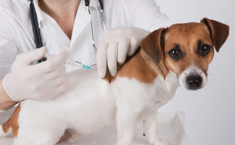 寵物疫苗費用 寵物疫苗費用