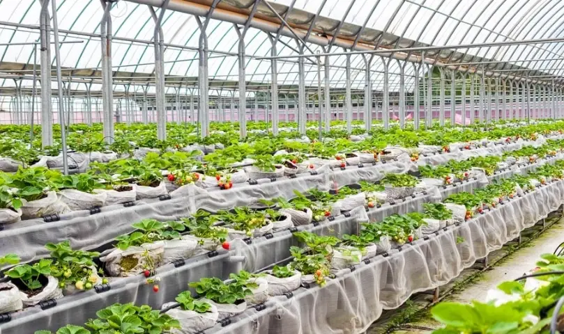 桃園採草莓農場