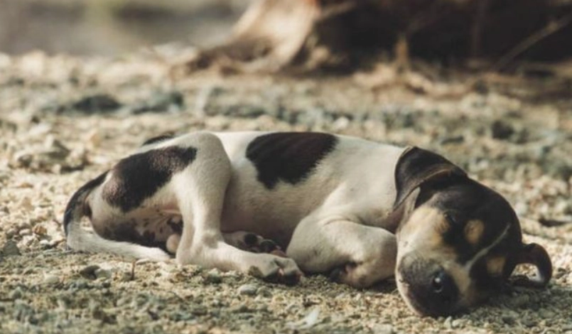 狗狗死後身體僵硬全解析：原因、處理步驟與飼主心理指南