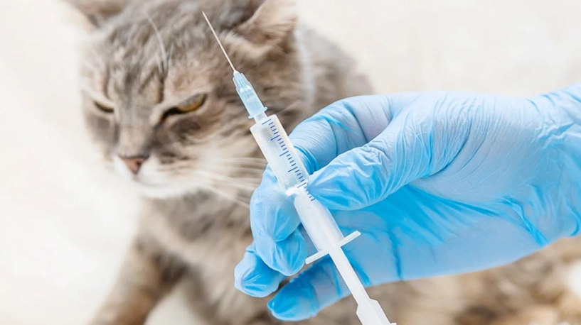 貓咪疫苗推薦 貓咪疫苗推薦