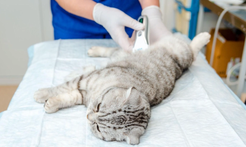 公貓結紮時間 公貓結紮時間