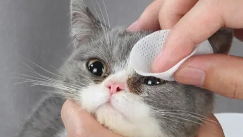 貓咪眼睛發炎眼藥水