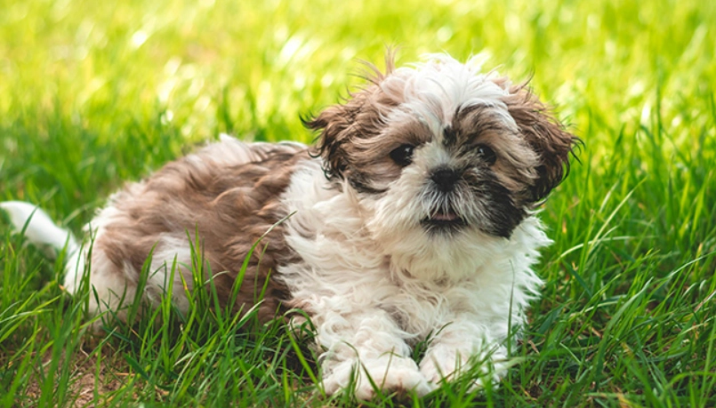 西施犬 飼養 西施犬 飼養