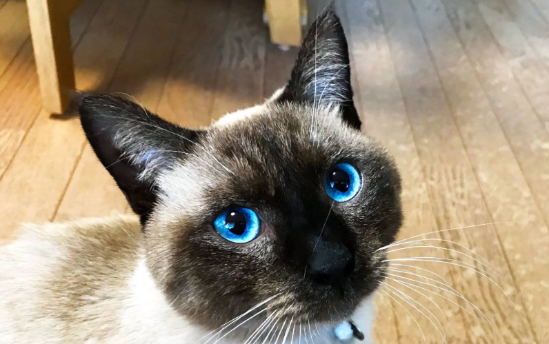 暹羅貓 貓舍 暹羅貓 貓舍