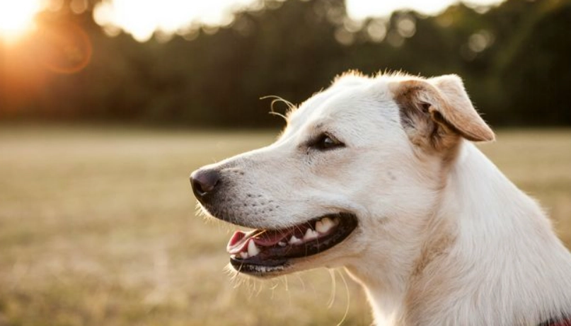 狗毛色變淡原因