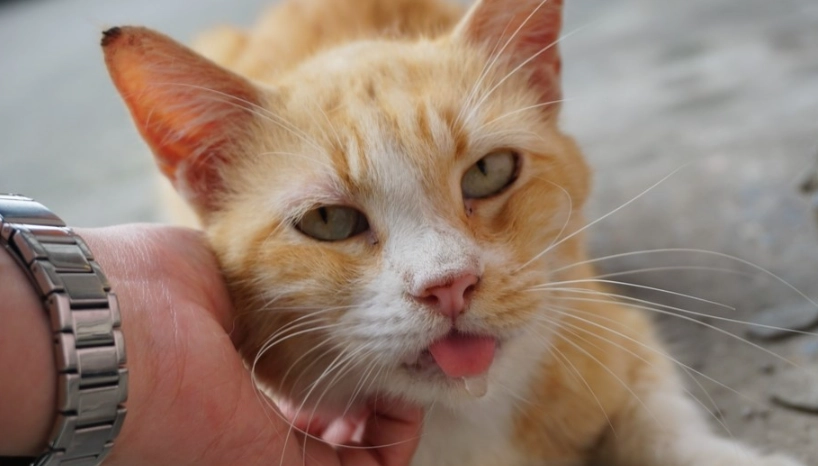 貓咪呼嚕流口水