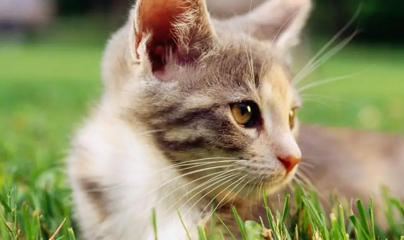 貓吐毛球怎麼辦