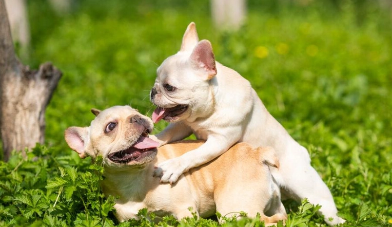 如何延長法鬥壽命