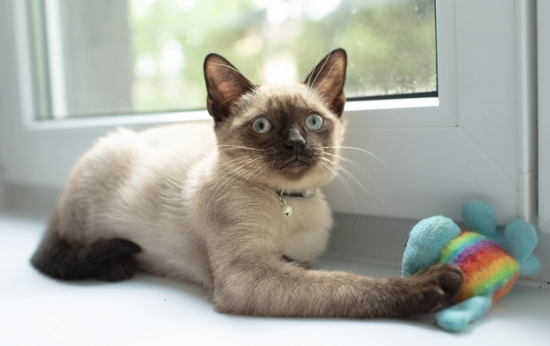 暹羅貓 價格 暹羅貓 價格