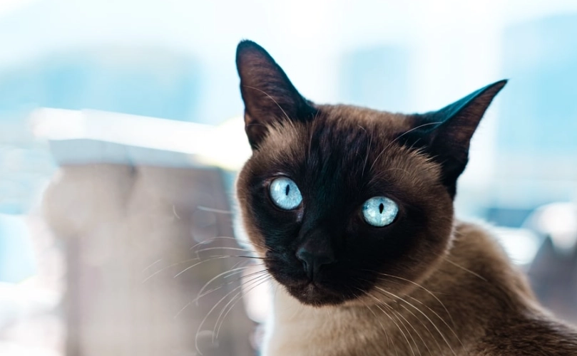 暹羅貓 個性 暹羅貓 個性