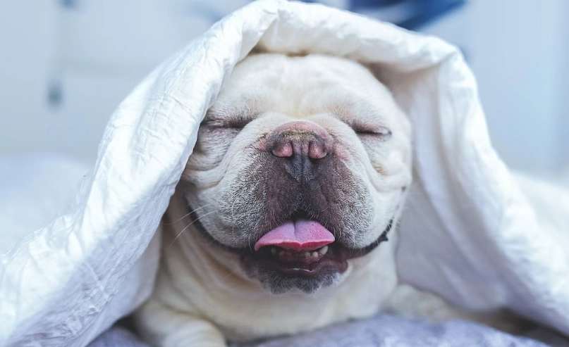 法鬥犬飼養費用