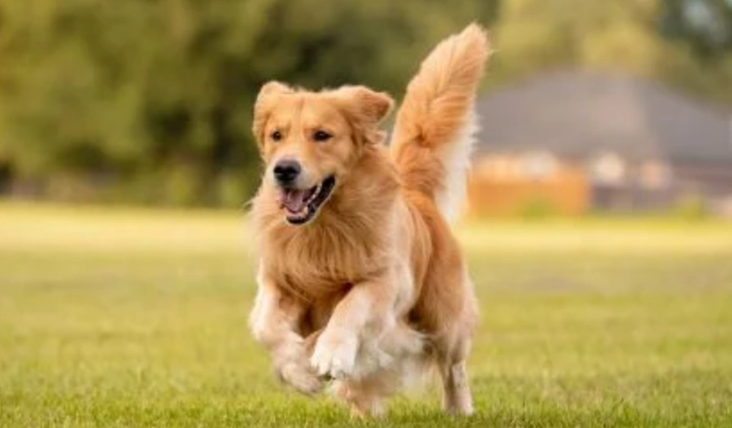 黃金獵犬洗澡頻率