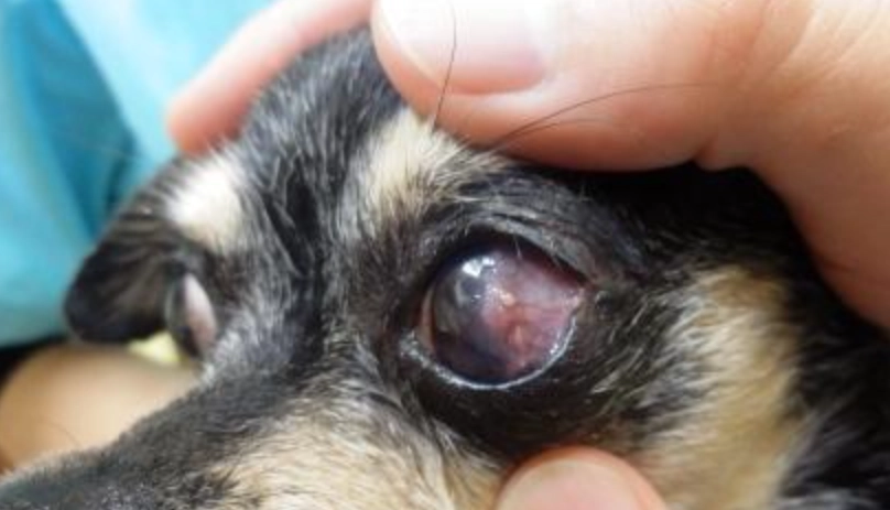 狗狗眼睛受傷治療 狗狗眼睛受傷治療