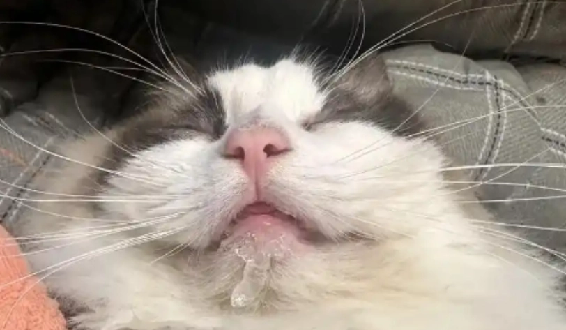 貓咪流口水 貓咪流口水