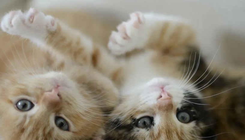 兩個月幼貓 兩個月幼貓