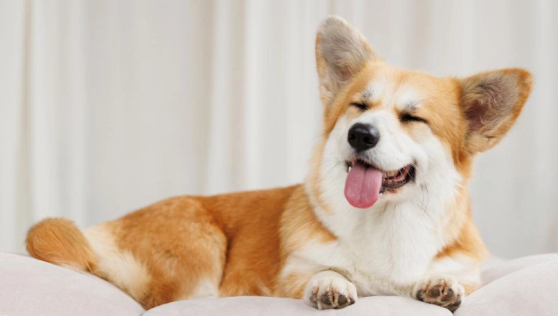 品種狗年齡對照