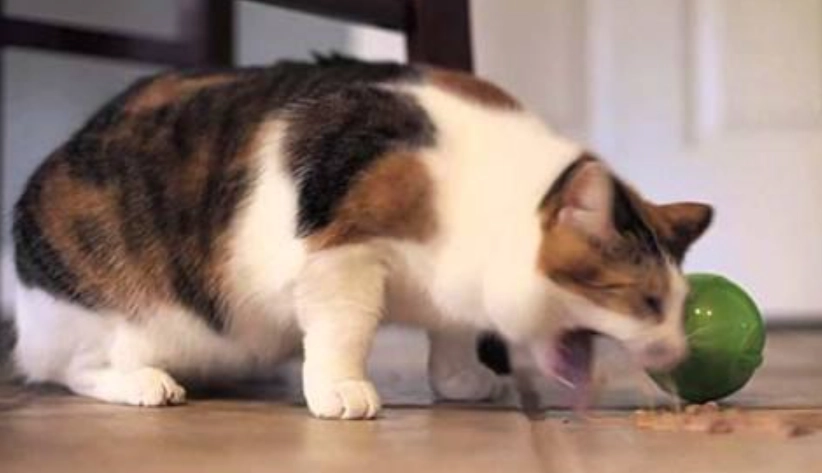 貓吐毛球怎麼辦