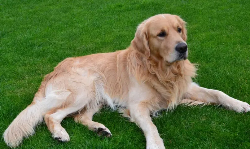 狗狗體味如何改善