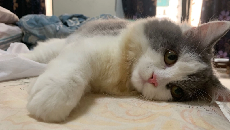 貓咪呼嚕原因 貓咪呼嚕原因