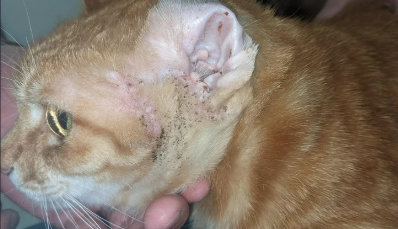 貓咪皮膚癌