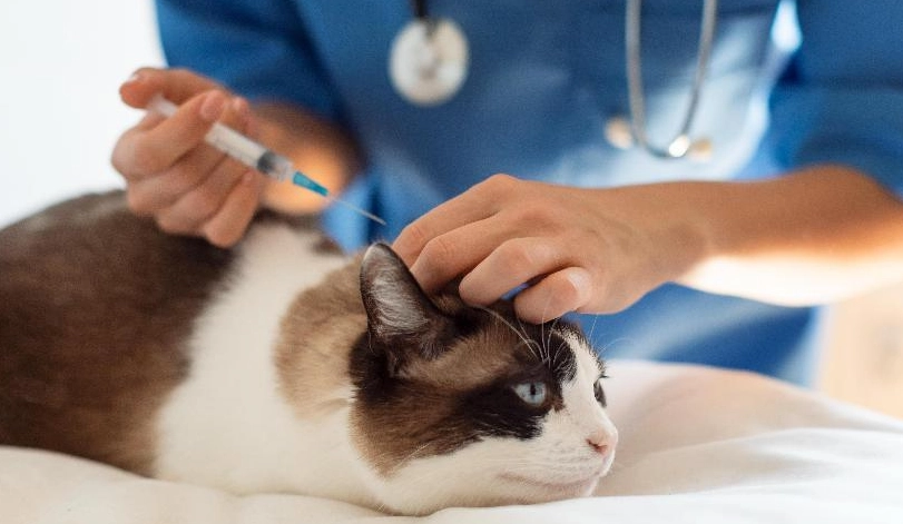 貓疫苗價格 貓疫苗價格