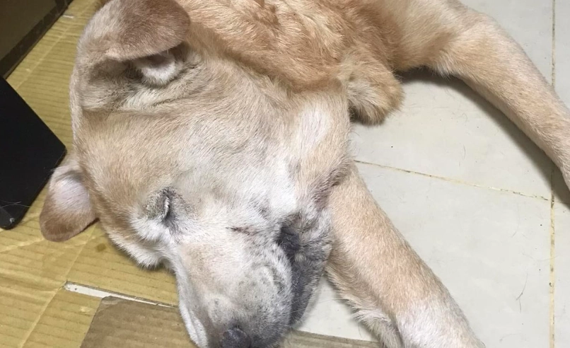 寵物死亡處理 寵物死亡處理