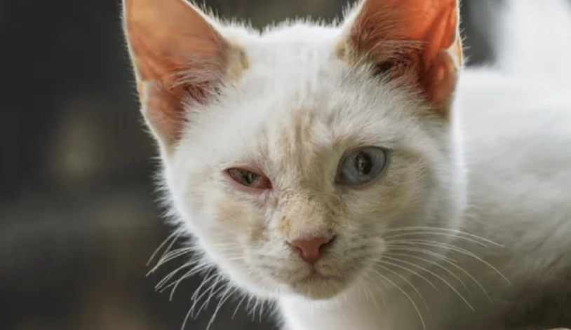 貓眼睛發炎症狀