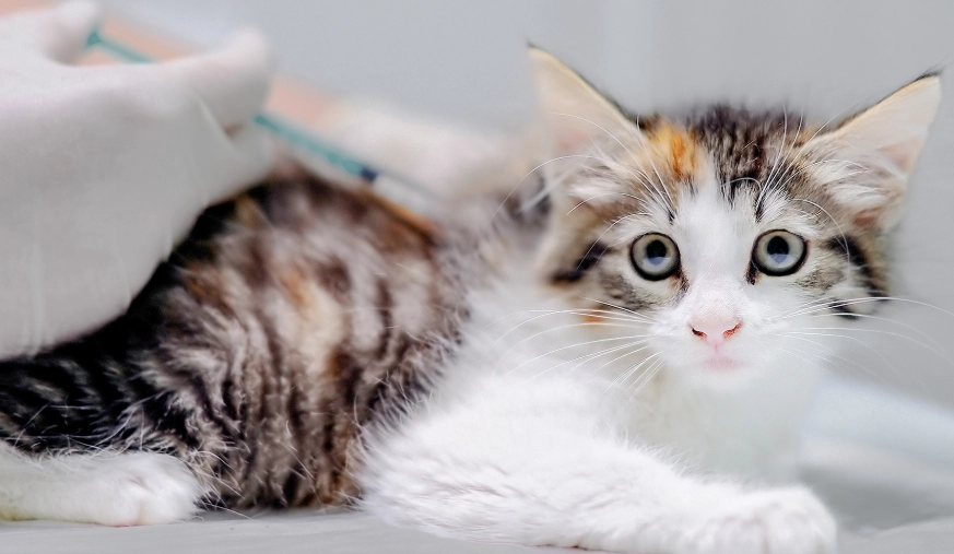 狗狗疫苗多久打一次 狗狗疫苗多久打一次