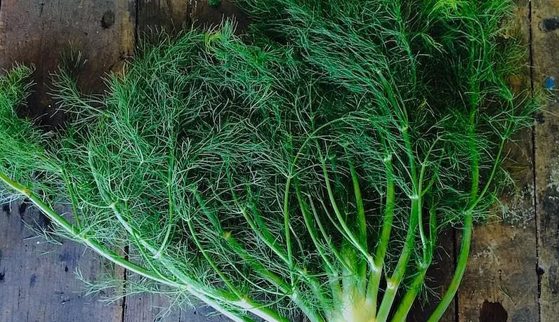 茴香料理 茴香料理