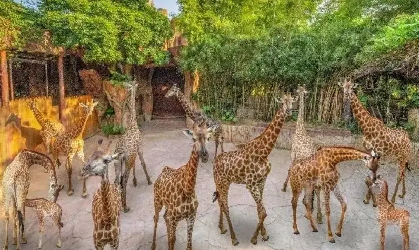 長鹿動物王國 攻略