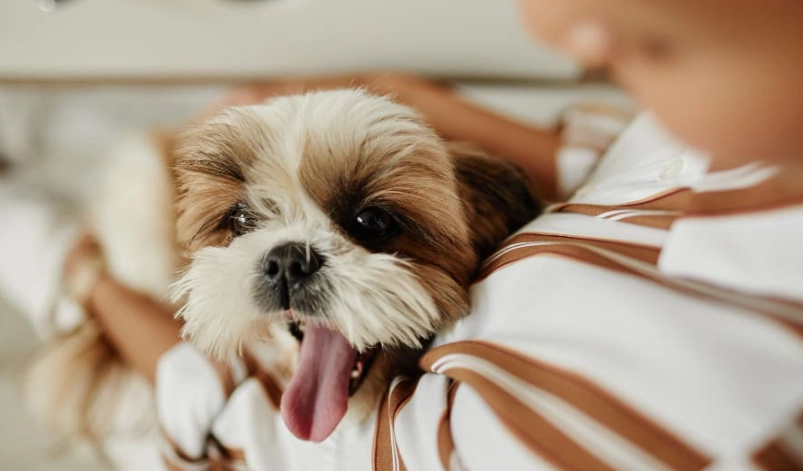西施犬 性格 西施犬 性格