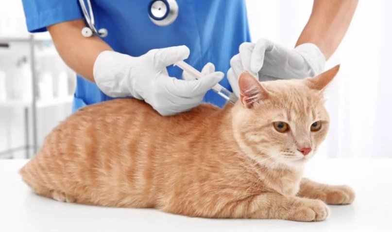 寵物疫苗費用 寵物疫苗費用