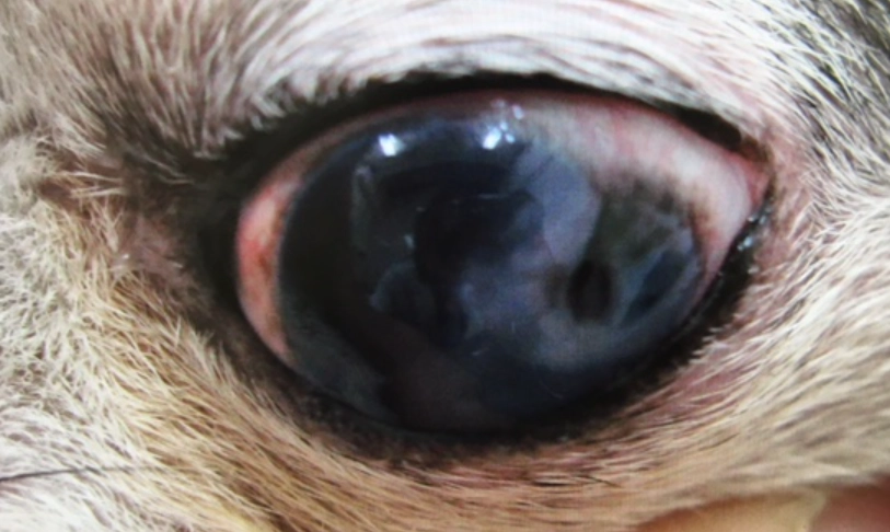 狗狗眼睛受傷治療 狗狗眼睛受傷治療