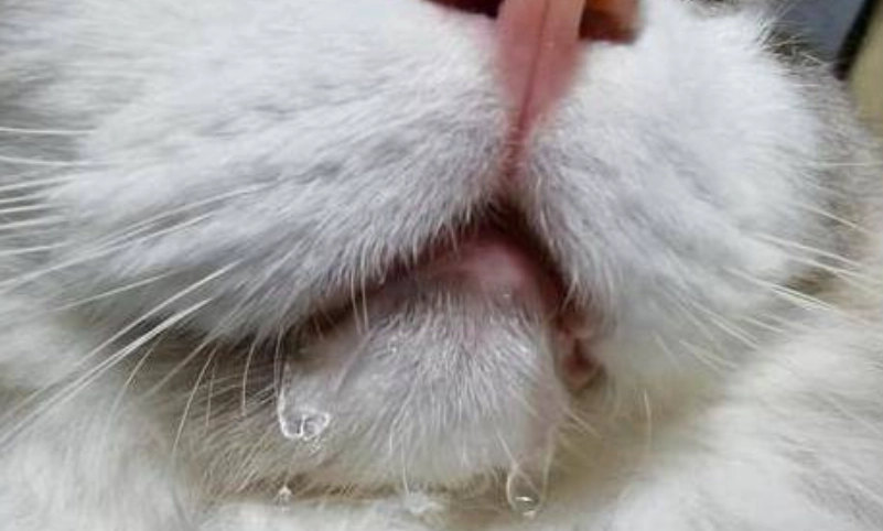 貓咪行為健康 貓咪行為健康