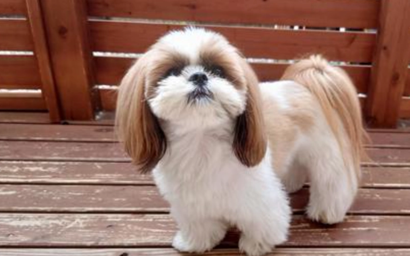 西施犬 飼養 西施犬 飼養