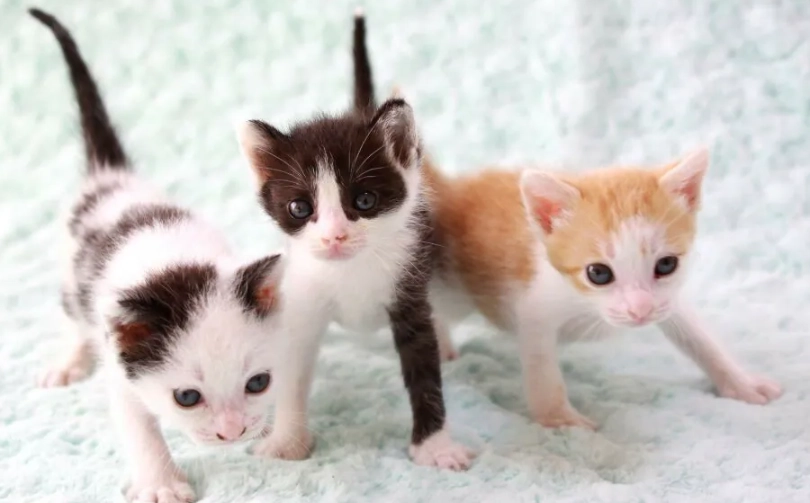 幼貓照顧 幼貓照顧