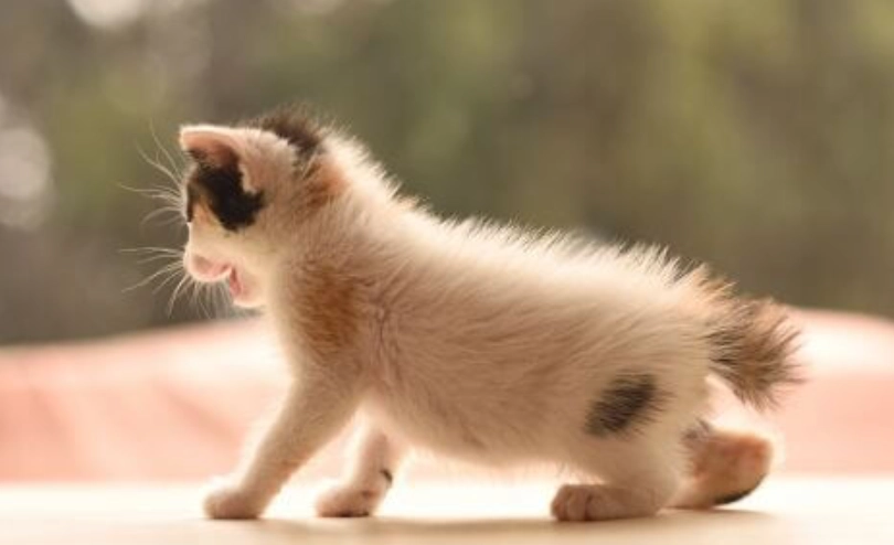 幼貓照顧 幼貓照顧