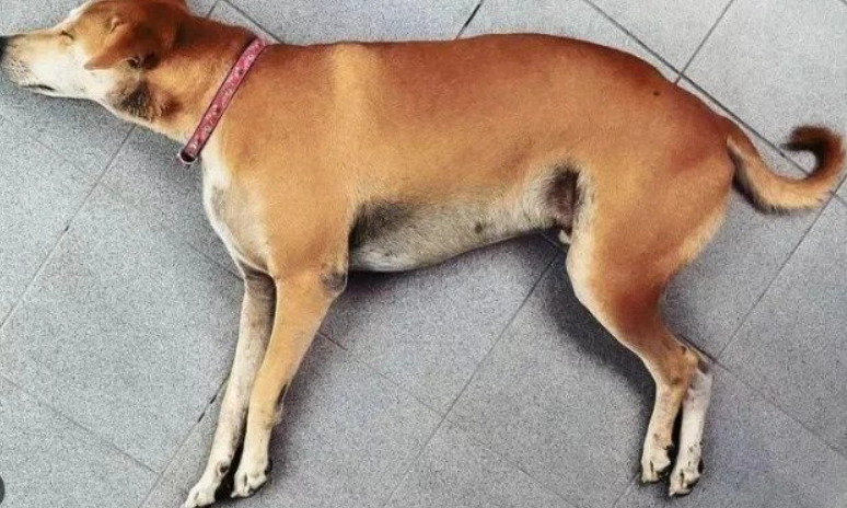 動物屍體僵硬 動物屍體僵硬