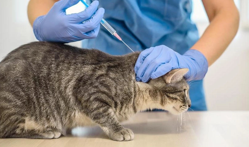 貓咪疫苗時間表 貓咪疫苗時間表