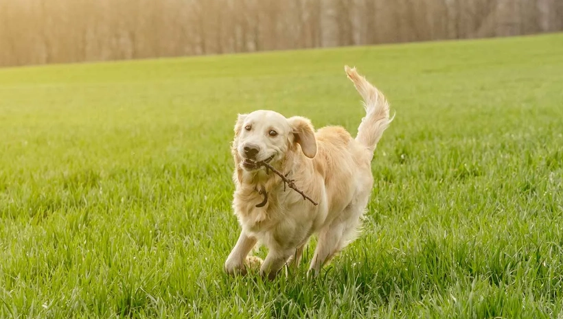 狗狗體味如何改善